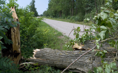 Mesures de prévention et bons gestes à adopter en cas de catastrophe naturelle