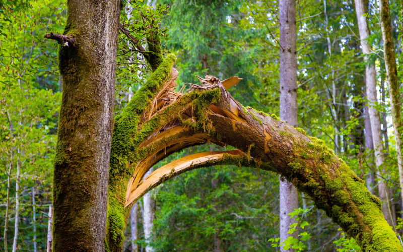 DANGER DE CHUTES D&rsquo;ARBRES